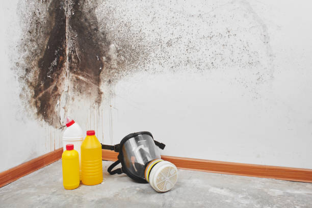 Best Mold Cleaning Services  in Woodland Heights, PA