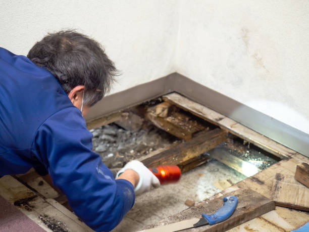 Best Mold Removal Near Me  in Woodland Heights, PA