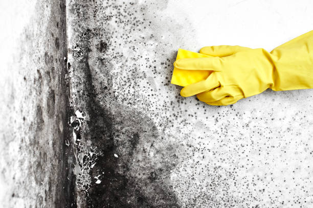 Best Mold Testing  in Woodland Heights, PA