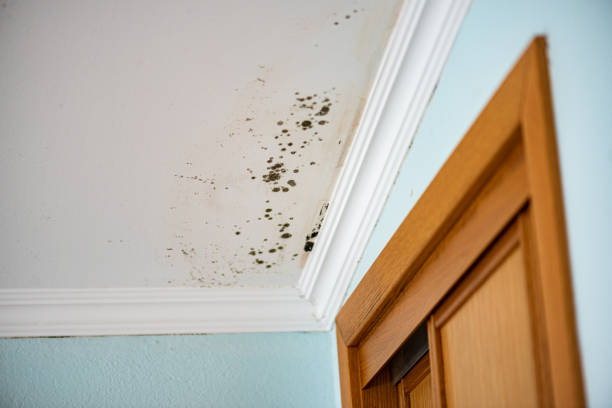 Best Attic Mold Removal  in Woodland Heights, PA
