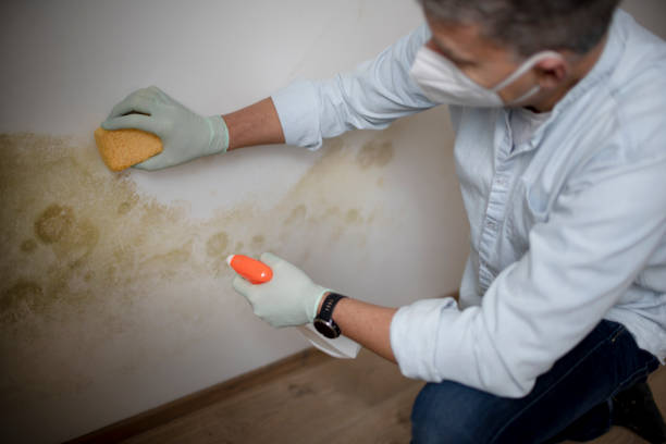 Best Toxic Mold Removal  in Woodland Heights, PA