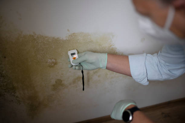 Best Local Mold Removal Service  in Woodland Heights, PA