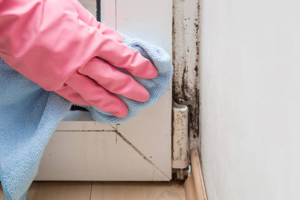 Best Certified Mold Removal  in Woodland Heights, PA